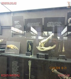 московский музей биологии_201