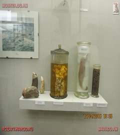 Московский музей биологии_31