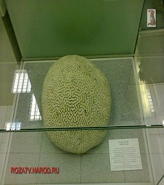 Музей геологии Москва_261