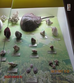 Музей геологии Москва_65