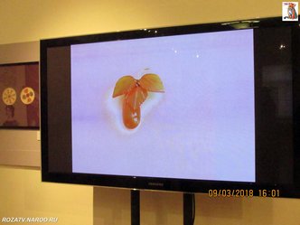 brochi_122_small.jpg